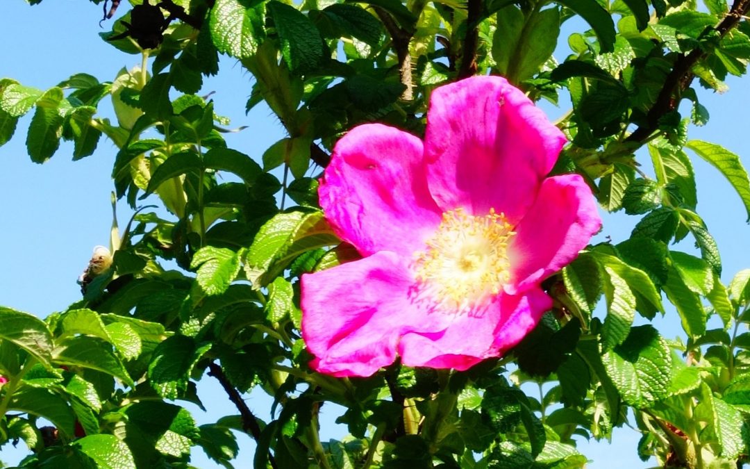 3. Juli, 14:00 Uhr: Sommerlicher Kräuterspaziergang