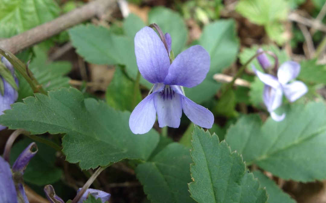 24. April, 14:00 Uhr: Kräuterspaziergang im Frühling