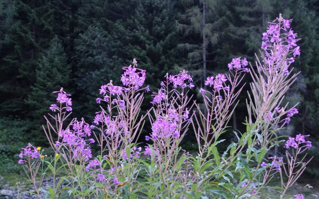 21. August, 14:00 Uhr: Sommerlicher Kräuterspaziergang